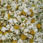Chamomile